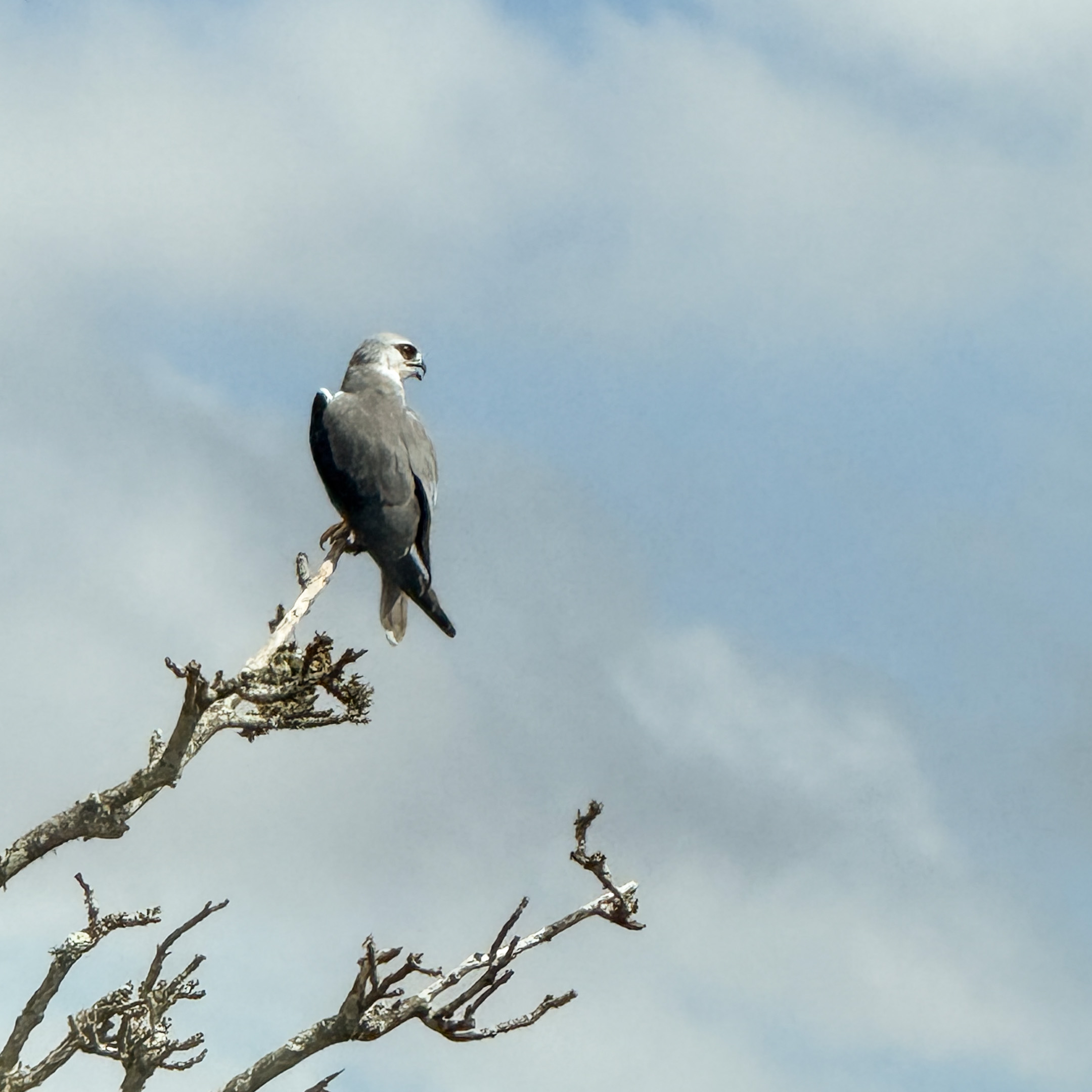 Falcon River – Birding