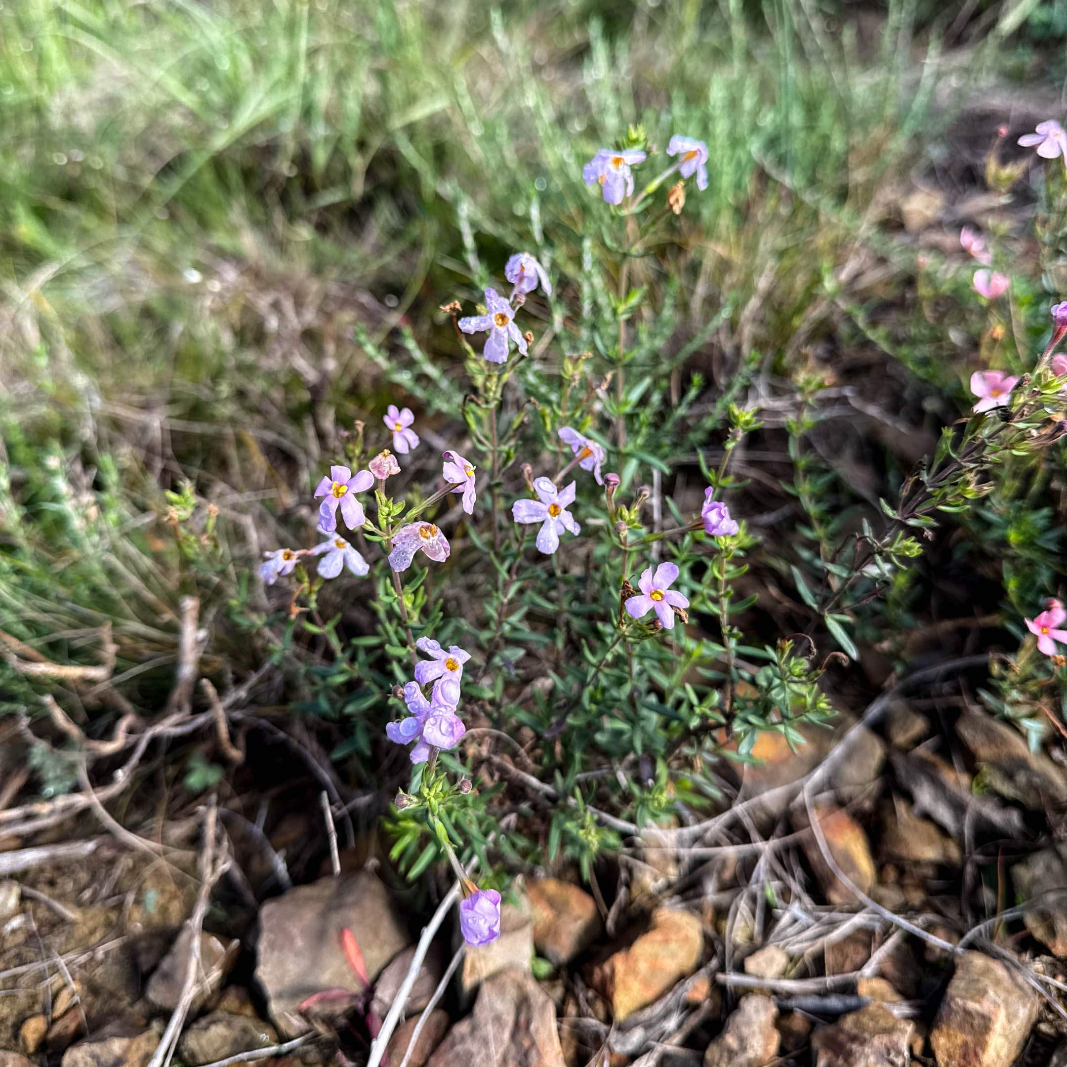 Falcon River – Flora-1
