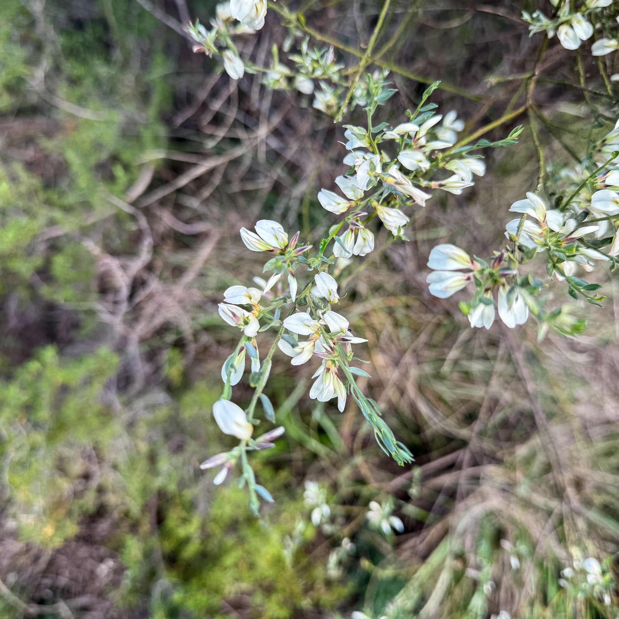 Falcon River – Flora 2